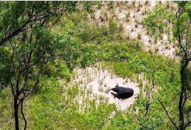 Feral pig in wallow observed from above