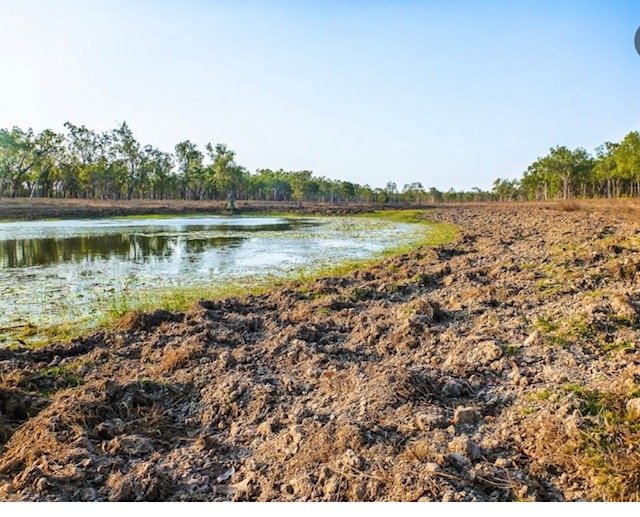 Waterhole damage from feral pigs